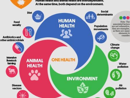 Một sức khỏe là gì?