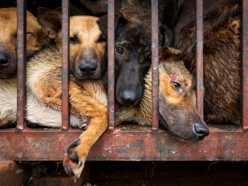 Nguy cơ cho sức khỏe từ việc giết mổ, tiêu thụ thịt chó, mèo không rõ nguồn gốc