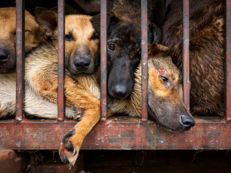 Nguy cơ cho sức khỏe từ việc giết mổ, tiêu thụ thịt chó, mèo không rõ nguồn gốc